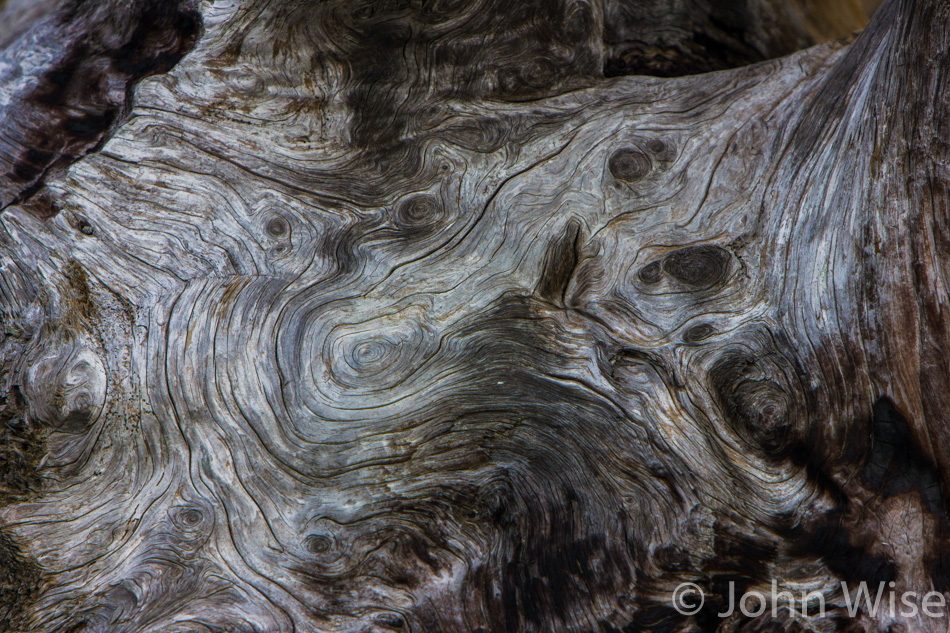 Drift wood on Cape Meares in Oregon