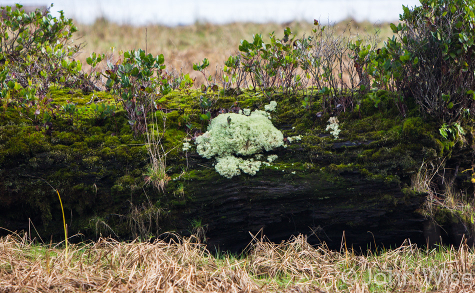 Moss covered fallen tree next to Tillamook Bay near McCoys Cove in Oregon