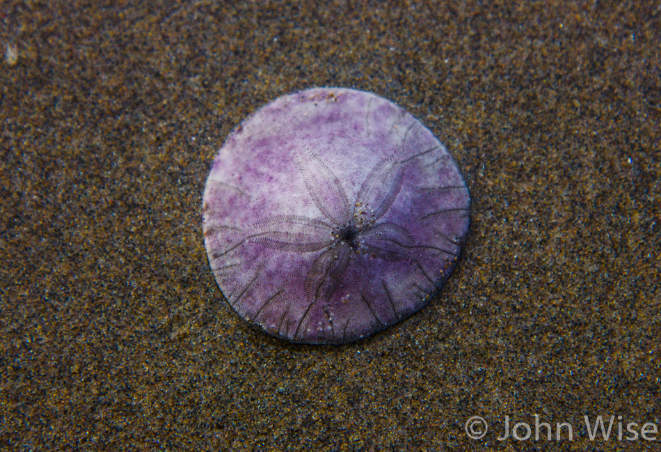 Sand dollar on Rockaway Beach in Oregon