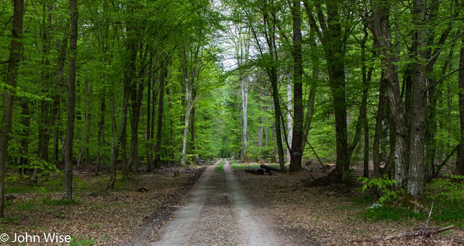 Forest near the French Border in Germany