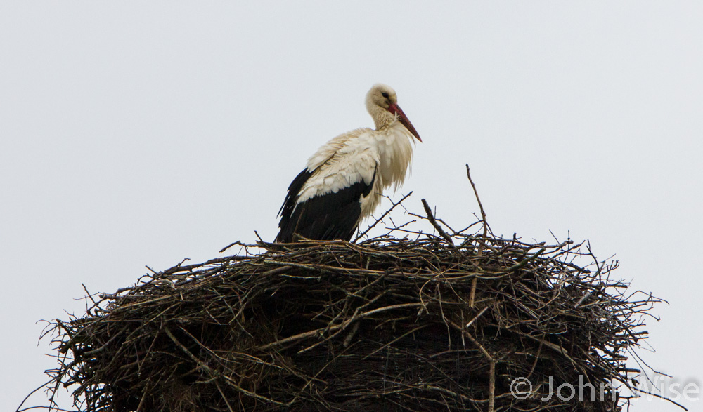 A stork seen in Christiansholm, Germany