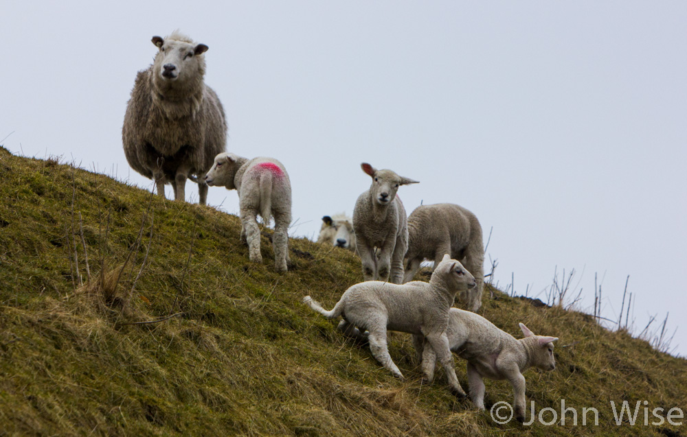 Sheep (four legged organic lawnmowers) standing on the dike ready to go to work at the Wattenmeer in northwest Germany