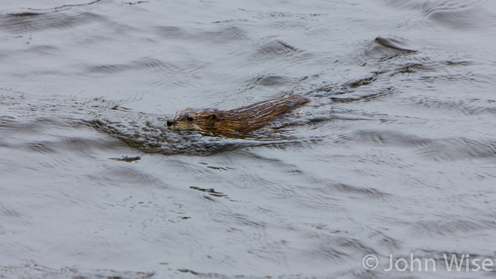 A beaver in a waterway near the Wattenmear of northwest Germany