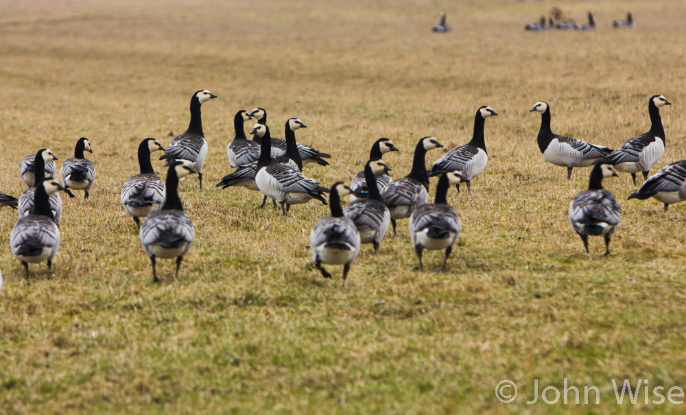 A gaggle of geese perusing the grounds on the Wattenmeer in northwest Germany
