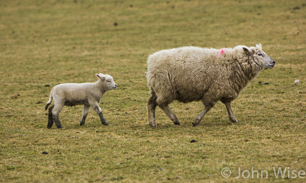 Sheep on the Wattenmeer in northwest Germany