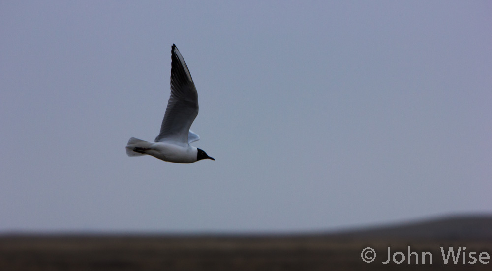 A lone black-headed seagull soaring by against a gray sky at the Wattenmeer in northwest Germany