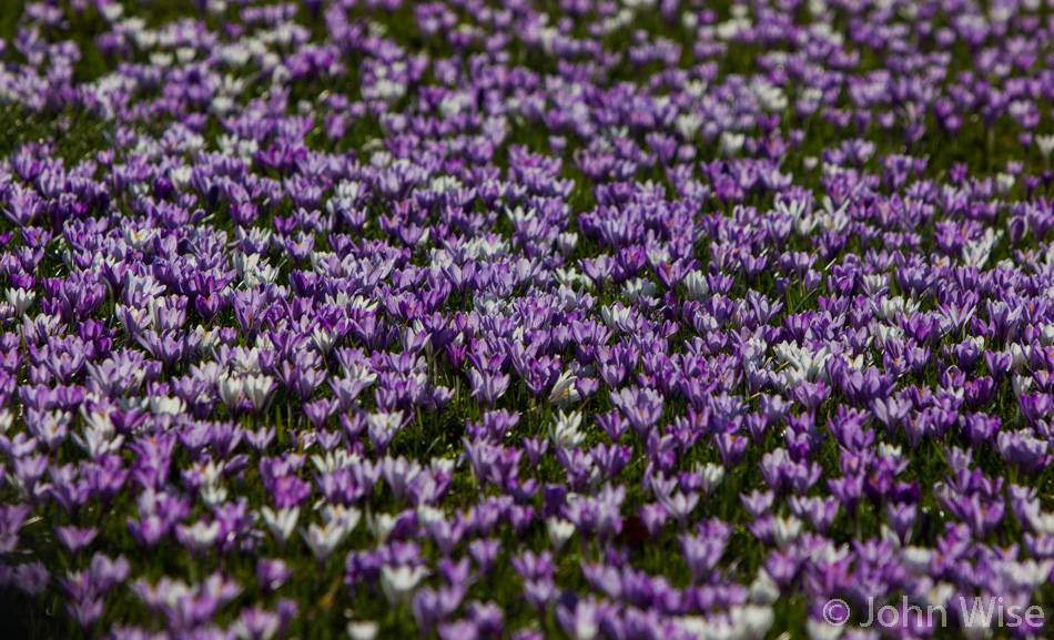 Blooming crocus flowers in Ladelund, Germany