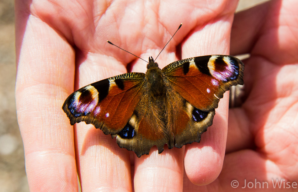 A butterfly Caroline saved from being trapped in the Høyer windmill in Denmark