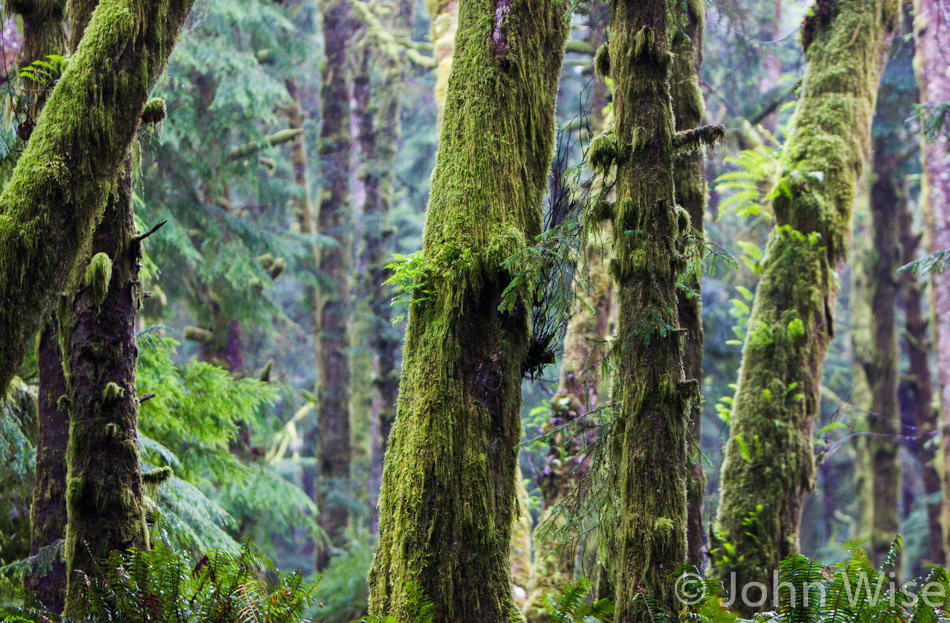 Moss covered trees in Ecola State Park in Oregon