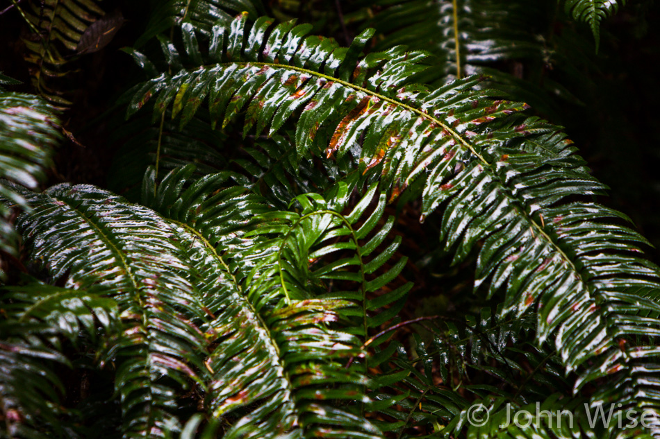 Ferns at Ecola State Park in Oregon