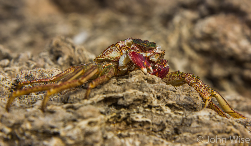 An abandoned crab shell found on the shore on Oahu, Hawaii