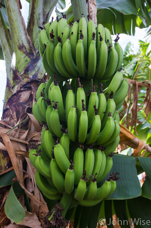 Banana's in the wild on Oahu, Hawaii