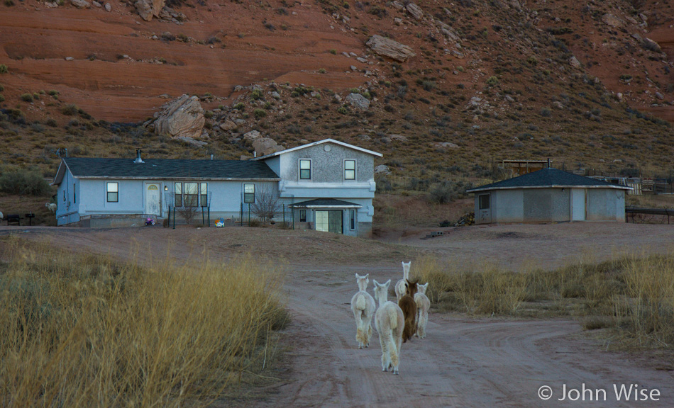 Alpaca's wandering the Navajo Reservation like sheep