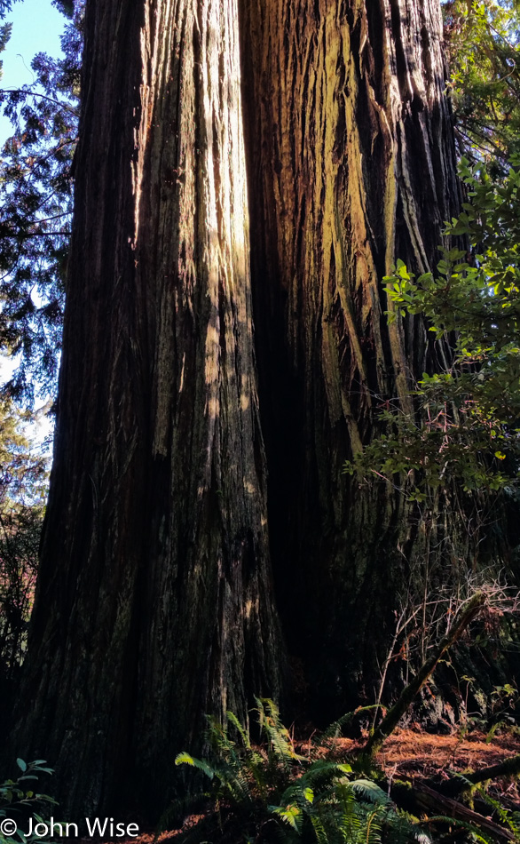 Trees of Mystery in Klamath, California