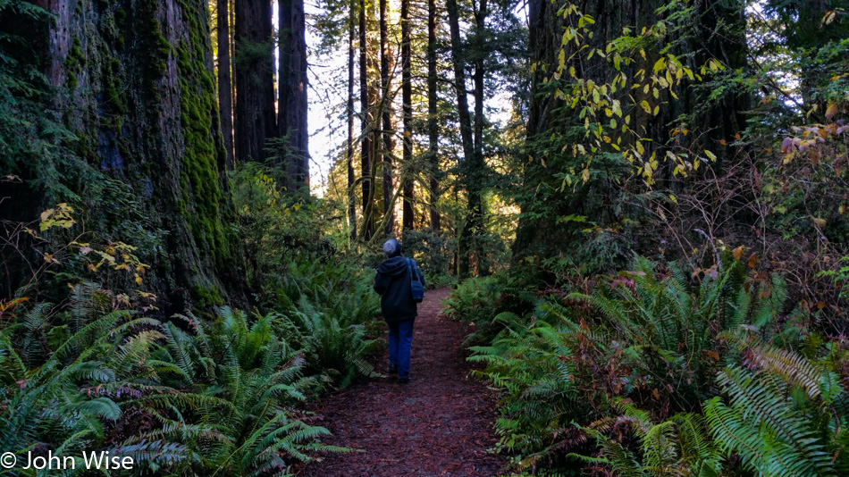 Trees of Mystery in Klamath, California