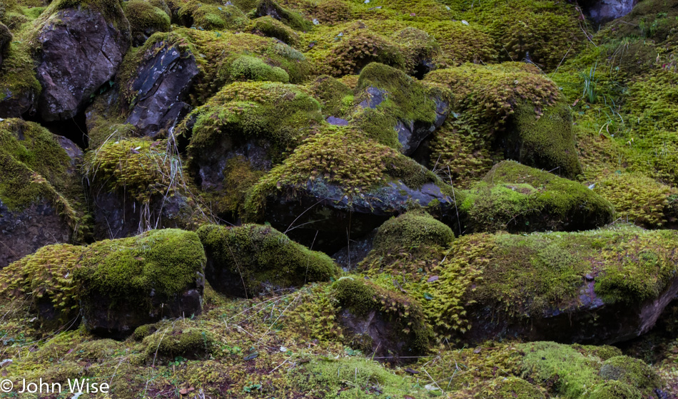 In the forest somewhere in Oregon