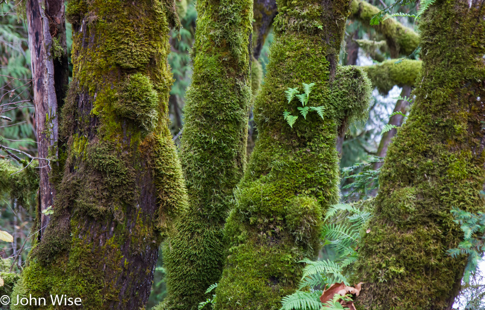 In the forest somewhere in Oregon