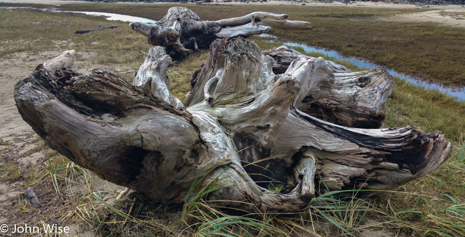 Drift wood on the Oregon Coast