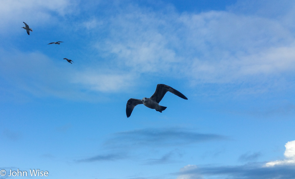 Seagull staring me in the eye on the Oregon Coast