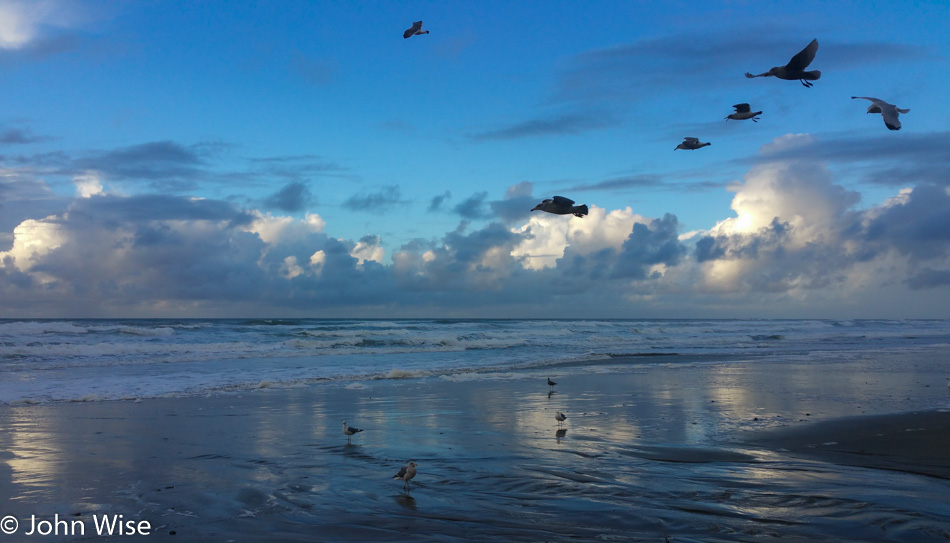 Seagulls on the Oregon Coast