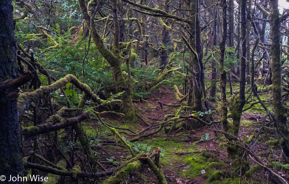 Carl Washburne State Park on the Oregon Coast