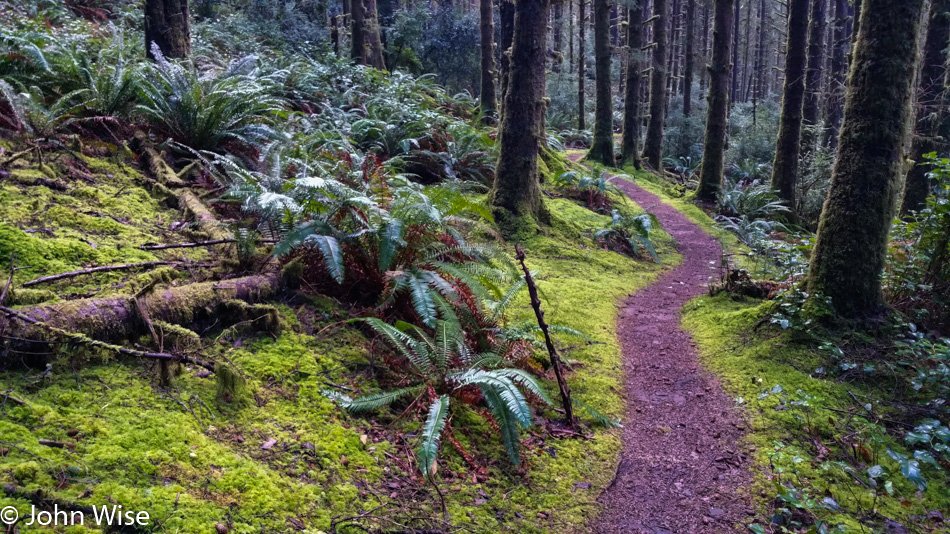 Carl Washburne State Park on the Oregon Coast