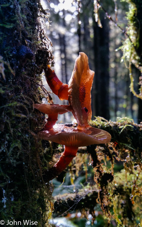 Carl Washburne State Park on the Oregon Coast