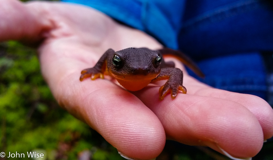 Newt in Carl Washburne State Park on the Oregon Coast