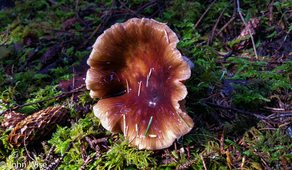 Mushroom in Carl Washburne State Park on the Oregon Coast