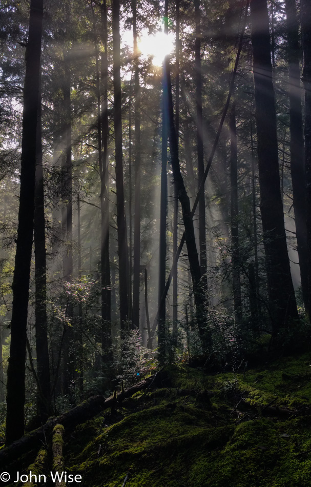 Carl Washburne State Park on the Oregon Coast