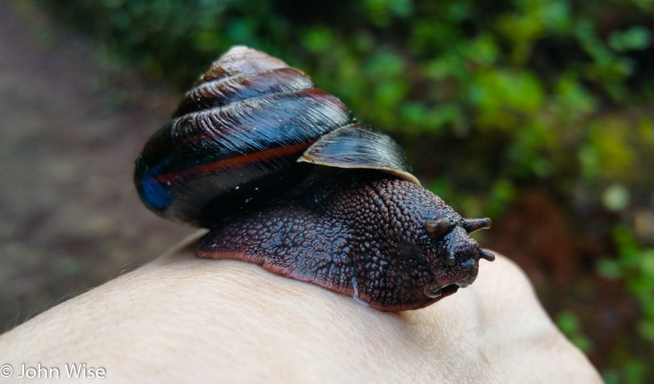 Snail in Carl Washburne State Park on the Oregon Coast