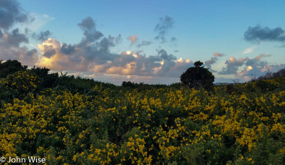 Gorse on the Oregon Coast