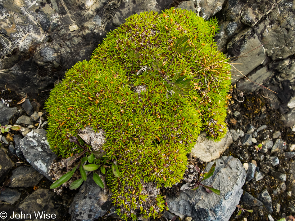 Moss next to the Alsek River in Canada