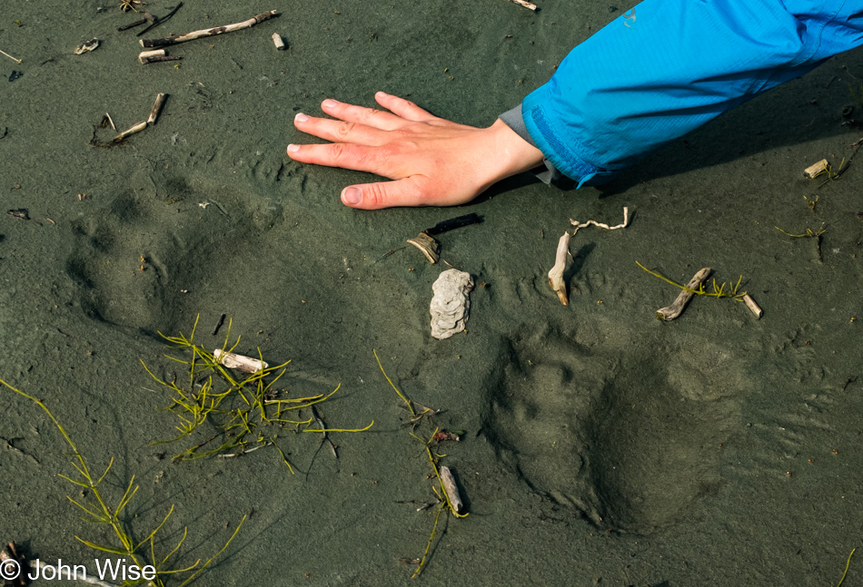 Caroline Wise's hand compared to a bear paw print next to Alsek Lake in Alaska