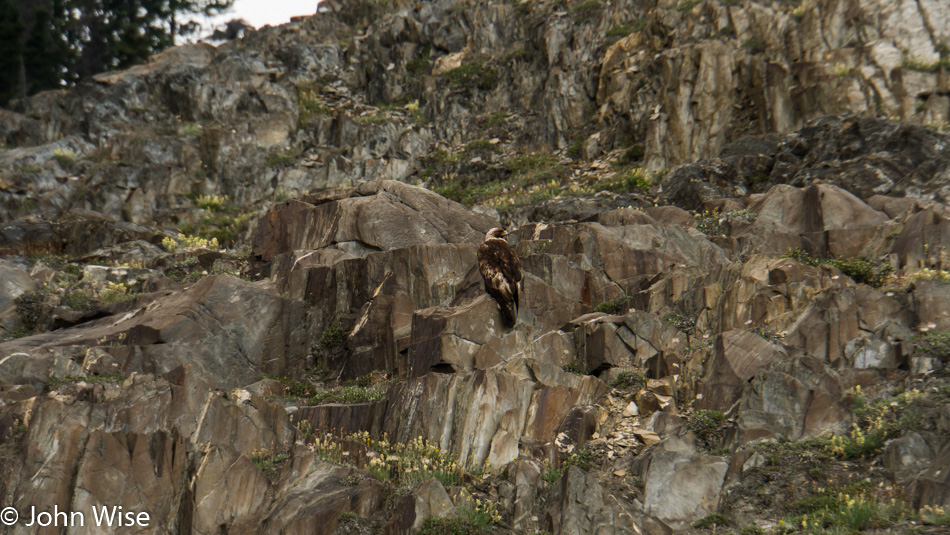 Juvenile bald eagle next to the Alsek River in Yukon, Canada