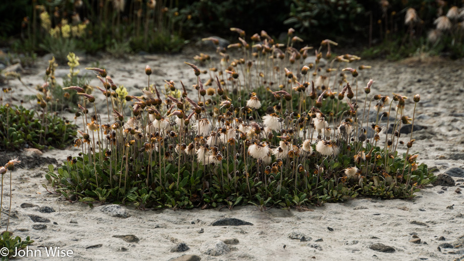 Mountain Avens part of the Dryas family of plants along the Alsek River in Yukon, Canada