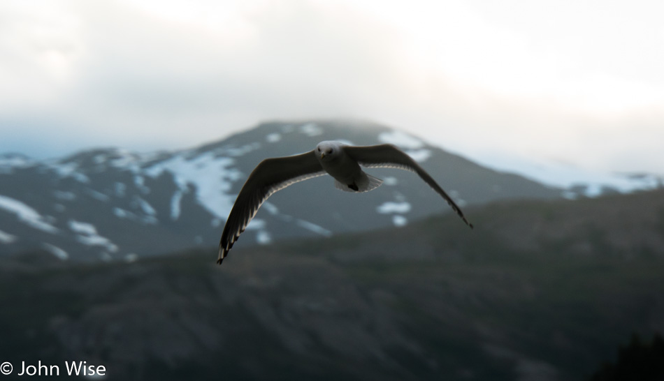 An Arctic Tern doing flyby's at our camp on the Alsek River in Yukon, Canada