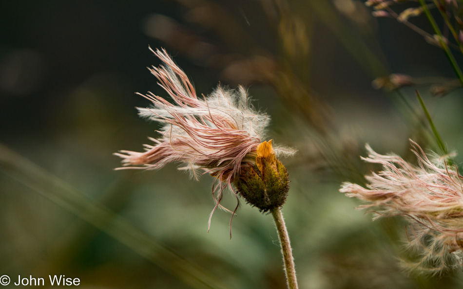 Dryas octopetala found near the Alsek river in British Columbia, Canada