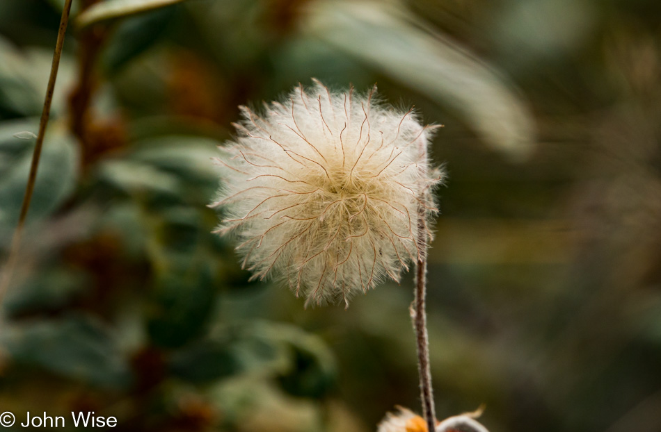 Dryas octopetala found near the Alsek river in British Columbia, Canada