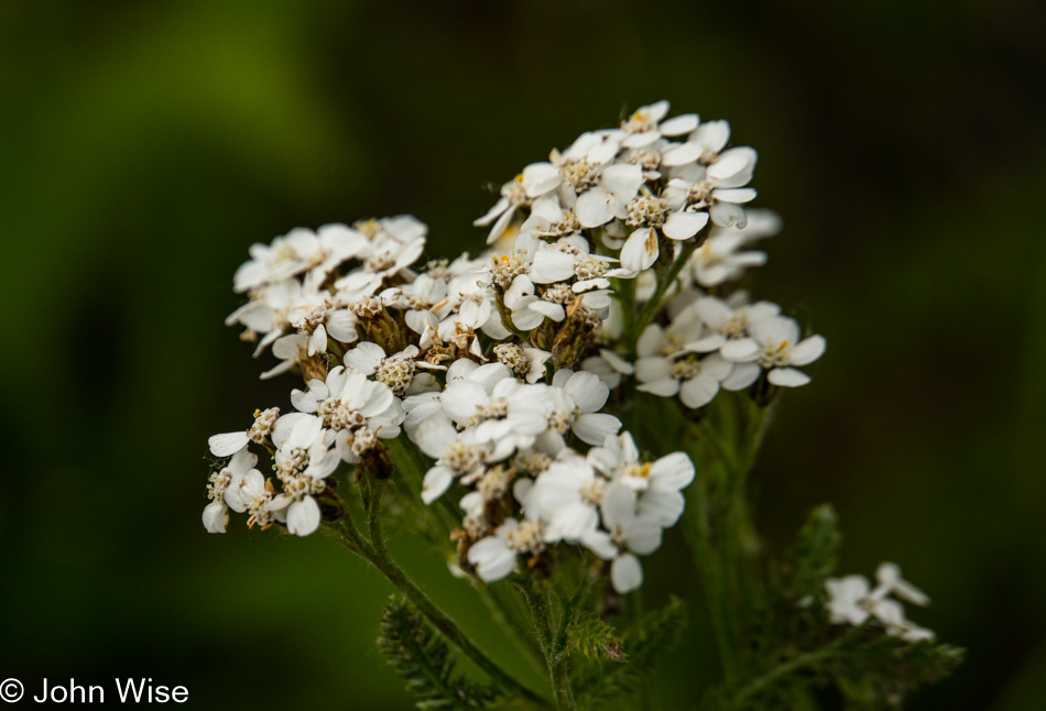 Wildflowers off the Alsek River in British Columbia, Canada