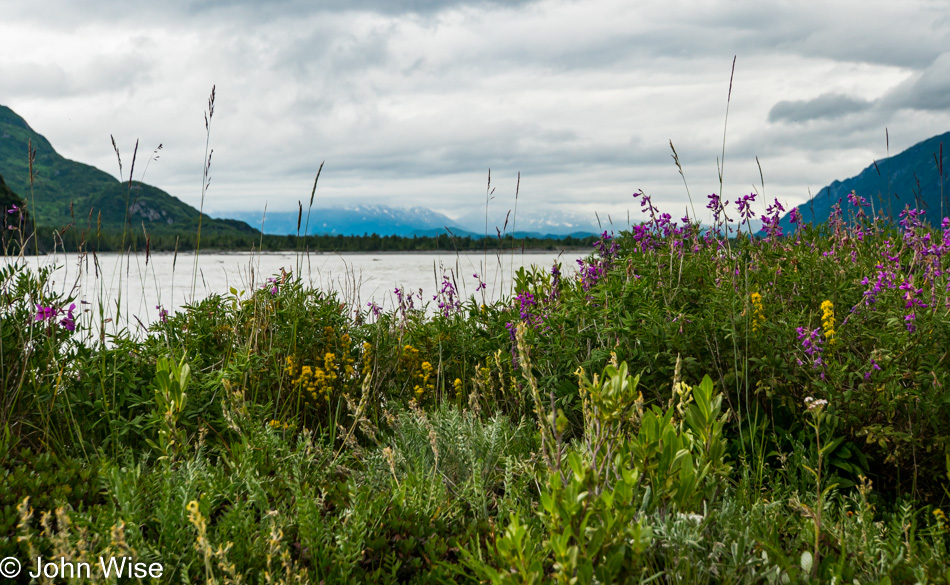 Wildflowers off the Alsek River in British Columbia, Canada