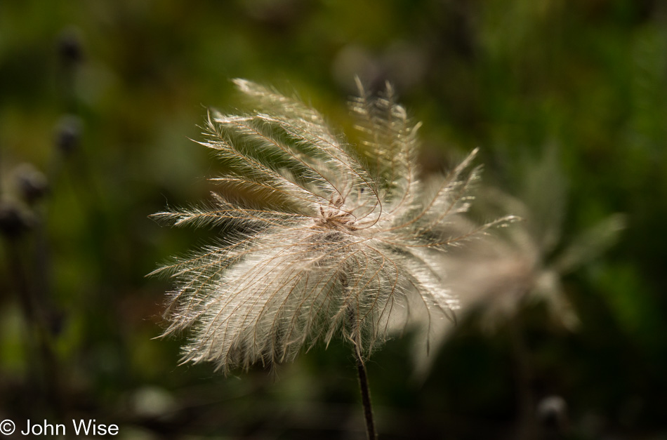 Dryas off the Alsek River in British Columbia, Canada