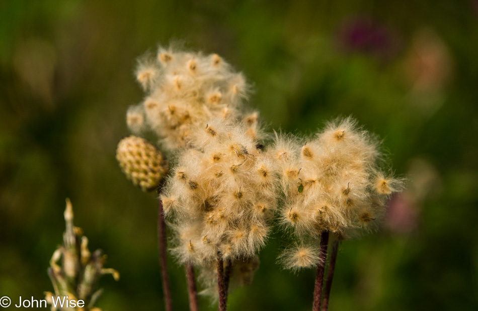 Wildflowers off the Alsek River in British Columbia, Canada