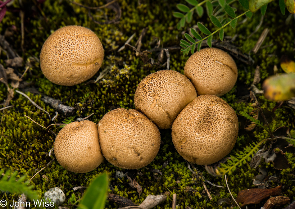 Mushrooms off the Alsek Lake in Alaska, United States