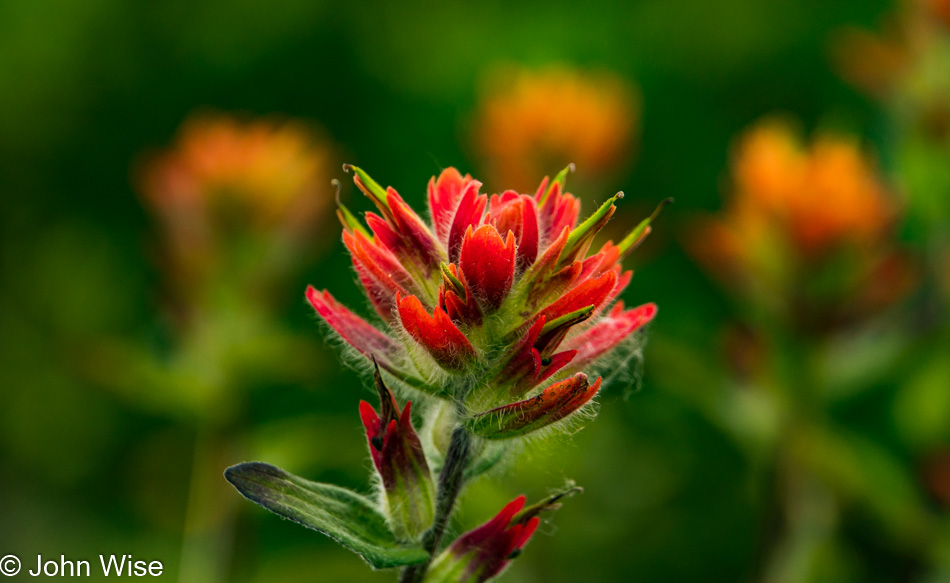 Wildflowers off Alsek River in Alaska, United States