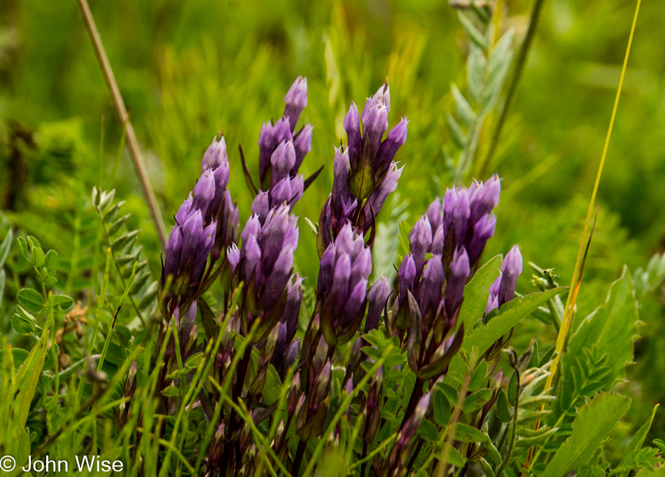 Wildflowers off Alsek River in Alaska, United States