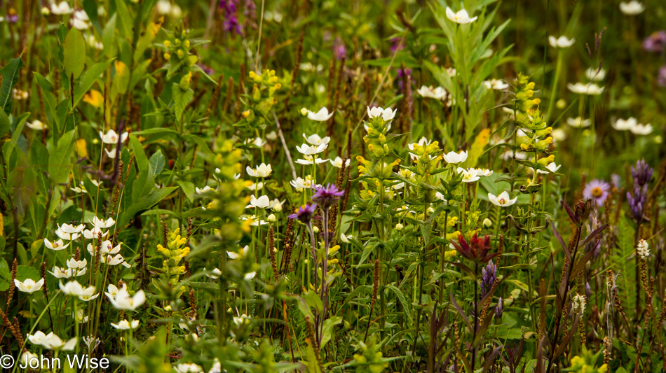 Wildflowers off Alsek River in Alaska, United States