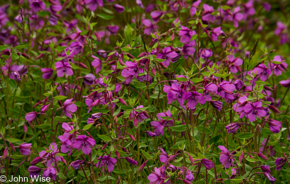 Wildflowers off Alsek River in Alaska, United States