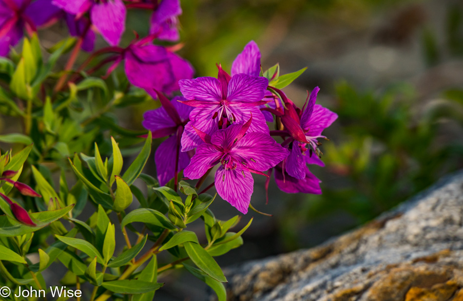 Wildflowers off Alsek River in Alaska, United States