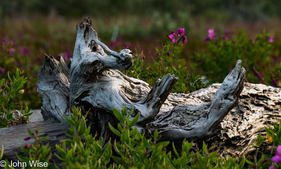 Driftwood and Wildflowers off Alsek River in Alaska, United States